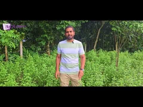 Tulsi Bathing Bar